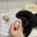 멍냥펀치 이미지