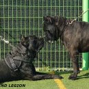 도그파파 이미지