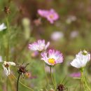 힐링섬 코스 이미지