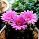 🌺7월 9일 출석부 "좋아하던 詩 한 편 깨워보시죠." 이미지