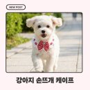 손뜨개생활용품 | 강아지 손뜨개 케이프 후기, 몰티푸 커피 감성 코디 완성