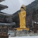 충북 보은 속리산 세계문화유산 법주사 정이품송 눈오는 날 배영숙 산야초밥상