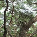 올리브안마원 이미지