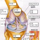 관절의 연골세포 구성과 세포대사 이미지