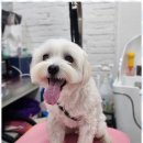 예쁘개 미용할개 이미지