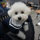 딩딩이발소 이미지