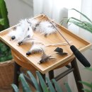 금고양이 이미지