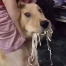국수나라 이미지