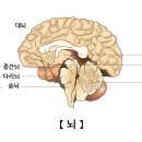 뉴핏