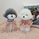 투숑펫살롱 이미지