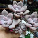 우환농장 이미지