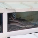 국동장어탕거리 이미지