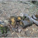 군장목장 이미지