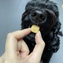 호두 펫푸드 이미지