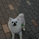 누가꽃이개 이미지