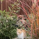 소풍시1947 이미지