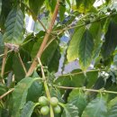 세일농장1 이미지