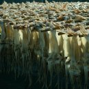 포항 구룡포 오징어,과메기 덕장 이미지