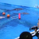 돌고래목욕탕 이미지