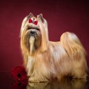 도그살롱 이미지