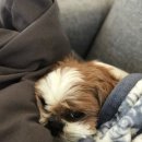 호동이PC 이미지