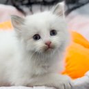 도그마루 강아지고양이 안산점 이미지