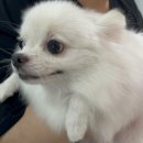 반짝이는 그루밍 하우스 이미지