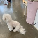 카페드숑 이미지