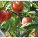 승래농장 이미지