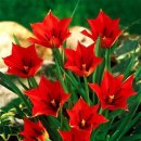 Beautiful Dwarf Tulips ❤❤❤❤ 이미지