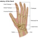 손목과 손가락관절 임상운동 해부학(뼈 & 관절) 이미지