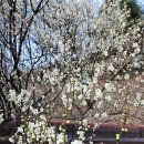 숲속의 호수마을 이미지