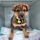 광주TNR동물병원(초월) 이미지