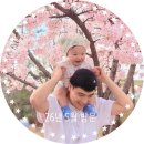 벚꽃길 | 성남시청 벚꽃길 산책 후기 성남 벚꽃 명소 추천