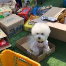 인천 애견모임 왈왈 2주년 운동회 후기