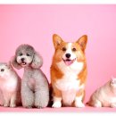 라엘동물의료센터 이미지