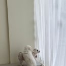 쁘띠앤독 이미지
