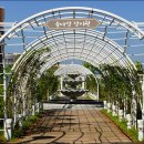 금강수변공원 숲바람장미원 이미지