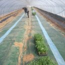 꿈을 찾아 걸어가는 초보농사꾼 규시리 18-토마토 유인, 곁순, 하엽, 그리고 적심 작업 이미지