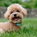 고덕 동물의료센터 이미지