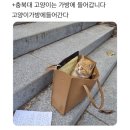 전국 대학교 고양이 자랑대회.jpg 이미지