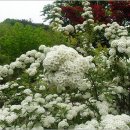 밥풀떼기 이미지