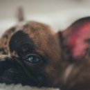 우리아이동물메디컬센터 이미지