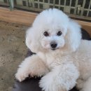 밀독(MILLDOG) 이미지