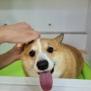 멍뭉워시 이미지