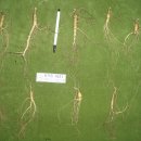 산삼고을 이미지