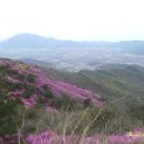 진달래약국 이미지