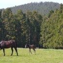 남원읍-51 이미지