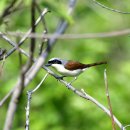 어청도의 칡때까치(Thick-billed Shrike) 이미지