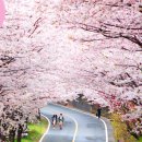 충훈어린이공원 | [공지] 🌸 전국 벚꽃 명소 추천 총정리 서울부터 제주까지 지역별 벚꽃 여행지 추천 2026년 봄꽃 개화시기